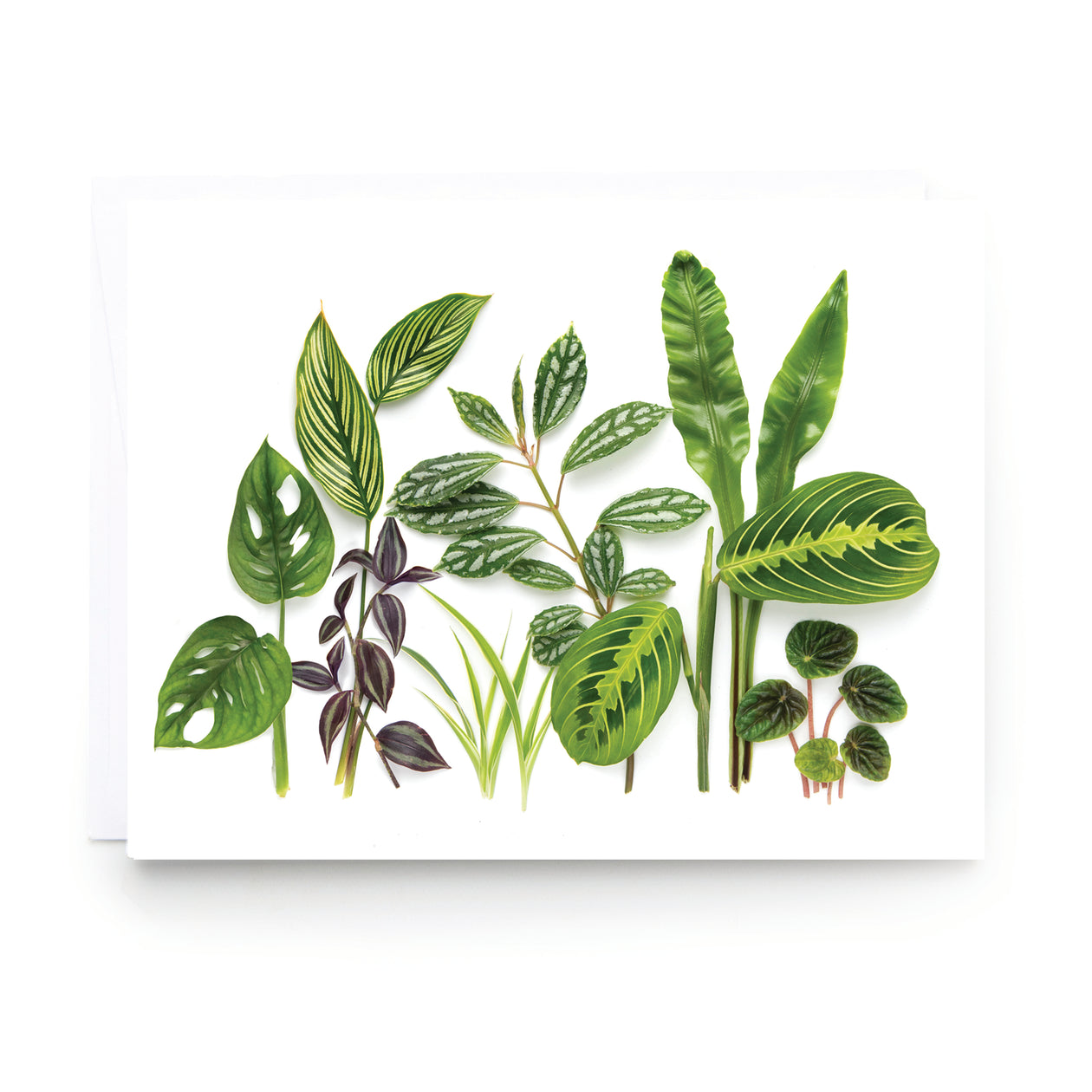 Folding card - Houseplants 1