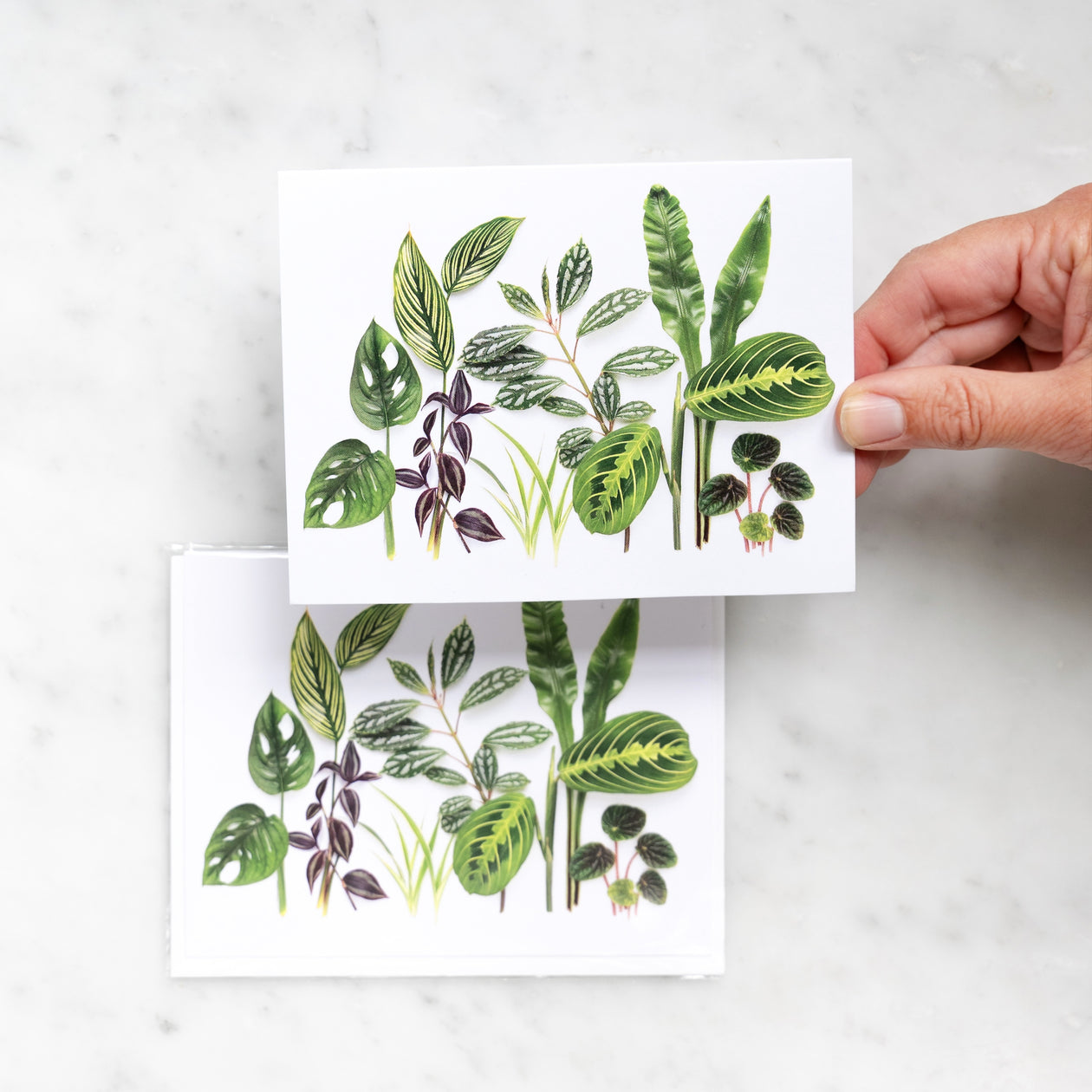 Folding card - Houseplants 1