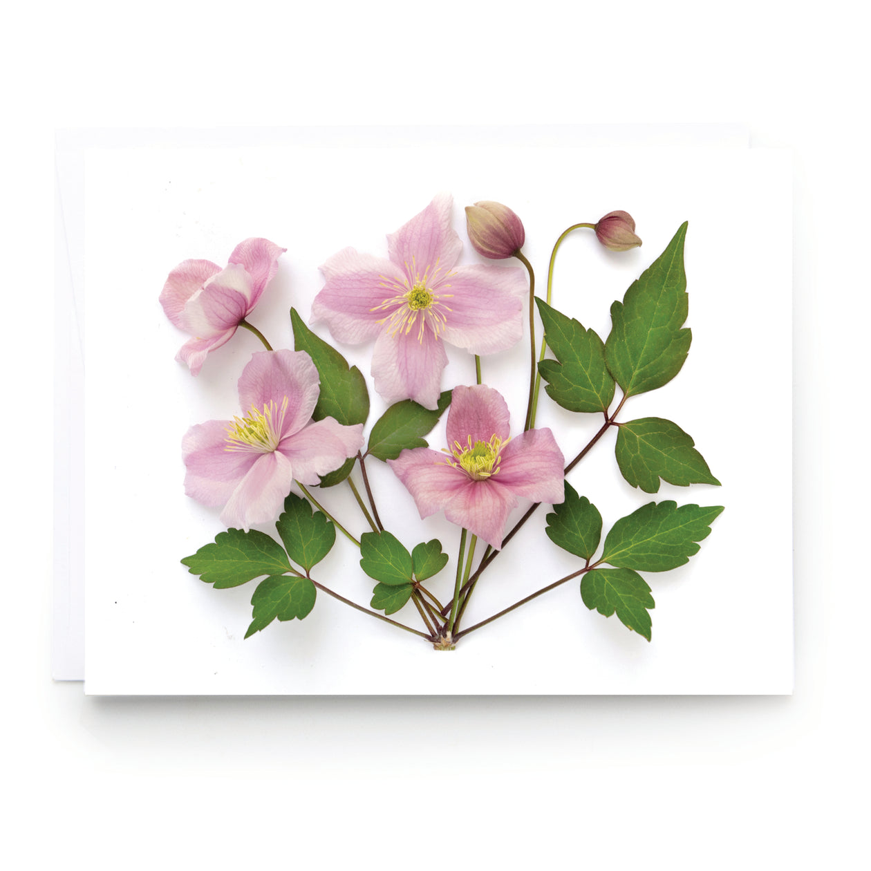 Folding card - Pink Clematis