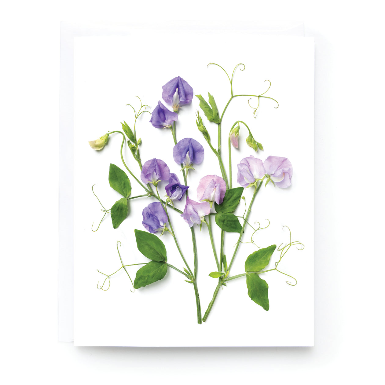 Folding card - Sweet Peas