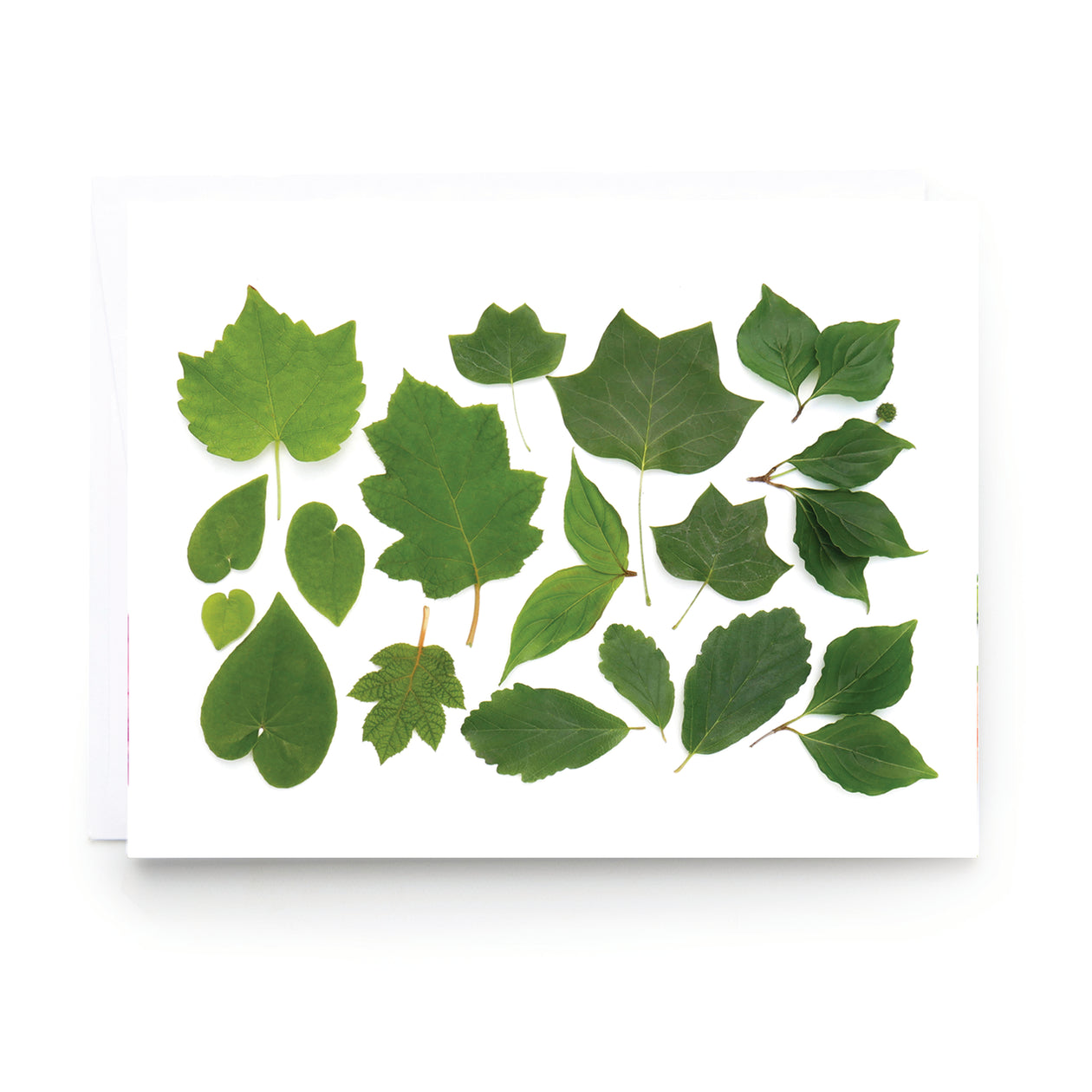 Folding card - Tree Leaves