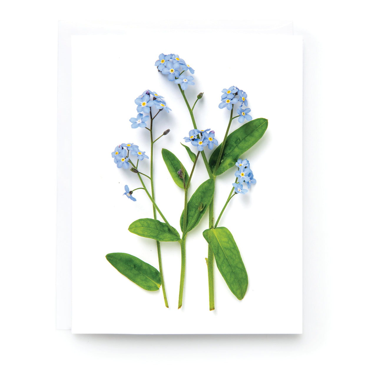 Folding card - Forget-me-nots