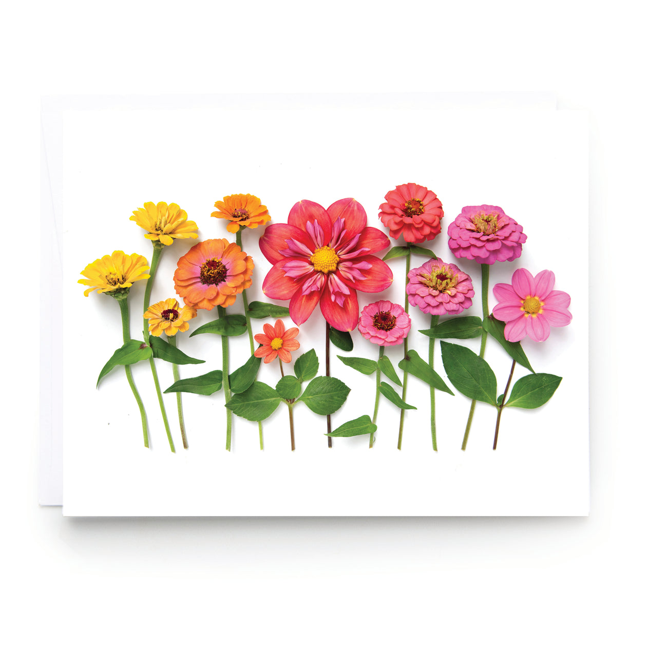 Folding card - Zinnias & Dahlias