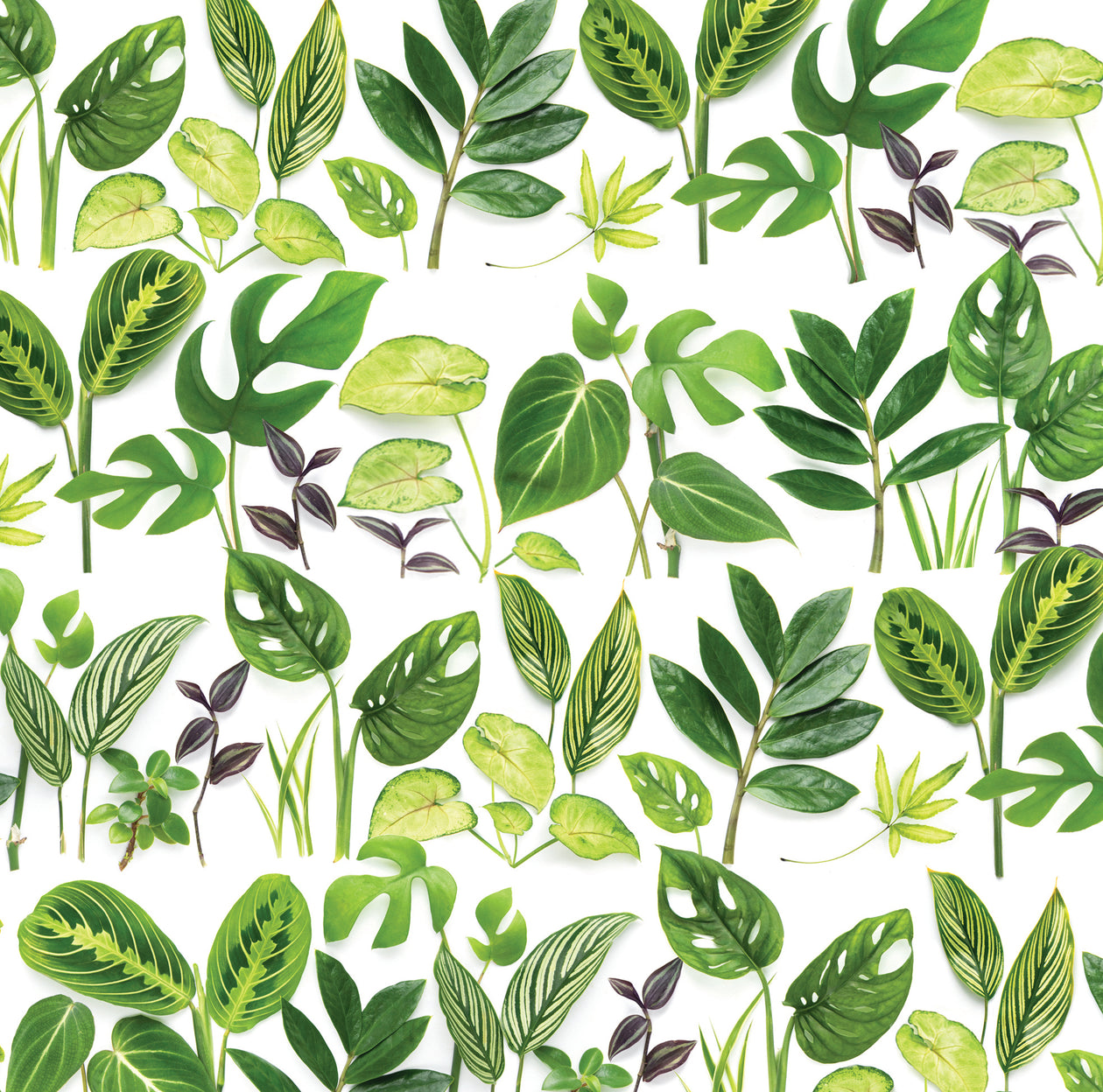 Gift wrap ~ Houseplants